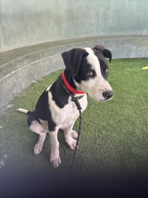 DRAKO, an adoptable Labrador Retriever in Van Nuys, CA
