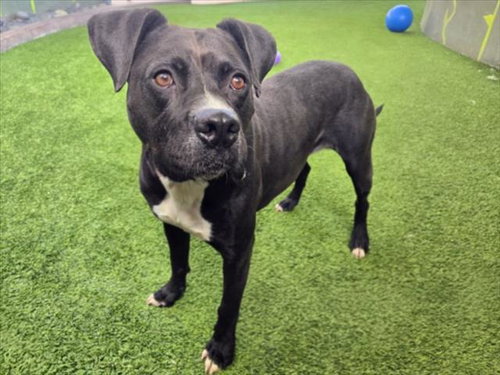 picture of the dog needing adoption