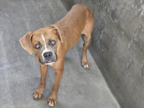 LATTE, an adoptable Boxer in Van Nuys, CA