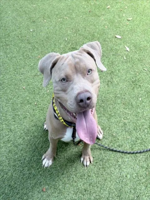 Capistrano - American Staffordshire Terrier