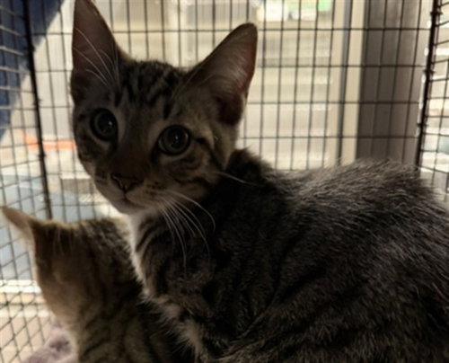ANGEL, an adoptable Domestic Short Hair in Van Nuys, CA