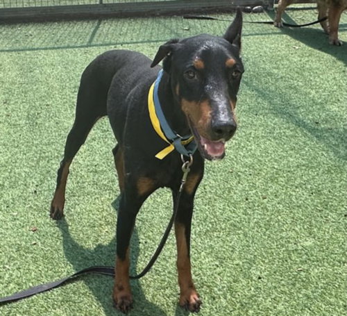SWIFT, an adoptable Doberman Pinscher in Van Nuys, CA