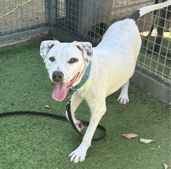 Vanica - Pit Bull Terrier