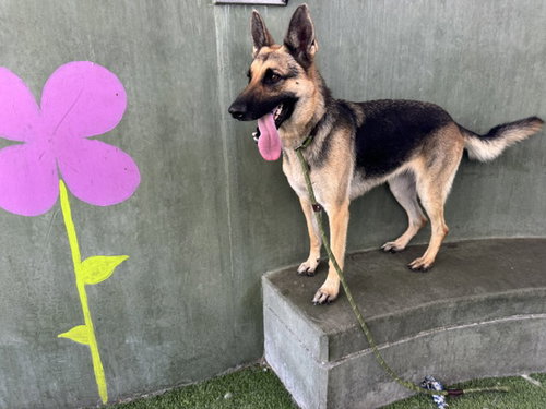 picture of the dog needing adoption