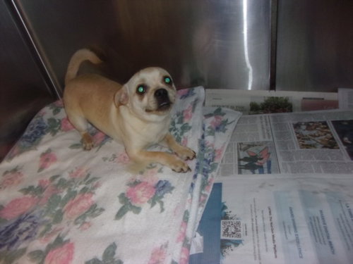 PICKLES, an adoptable Pug in Van Nuys, CA