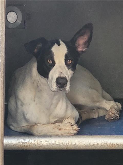 picture of the dog needing adoption
