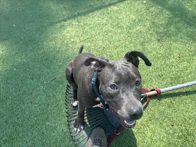 Maggie - Pit Bull Terrier