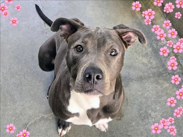 Maggie - Pit Bull Terrier