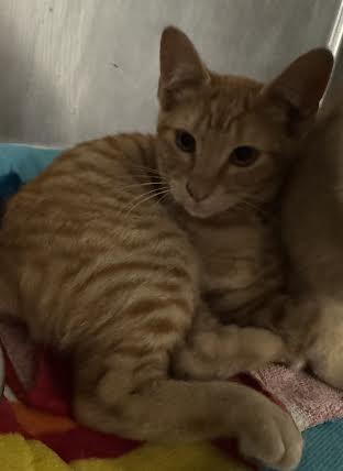 TYGA - Domestic Short Hair available for adoption