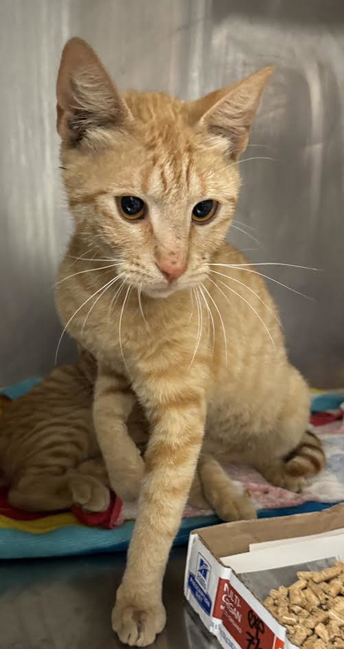 JAG - Domestic Short Hair available for adoption
