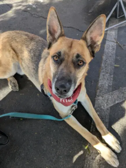 Danny - German Shepherd Dog