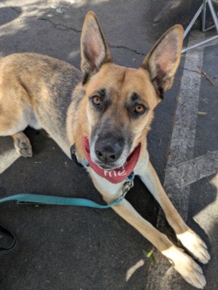 picture of the dog needing adoption