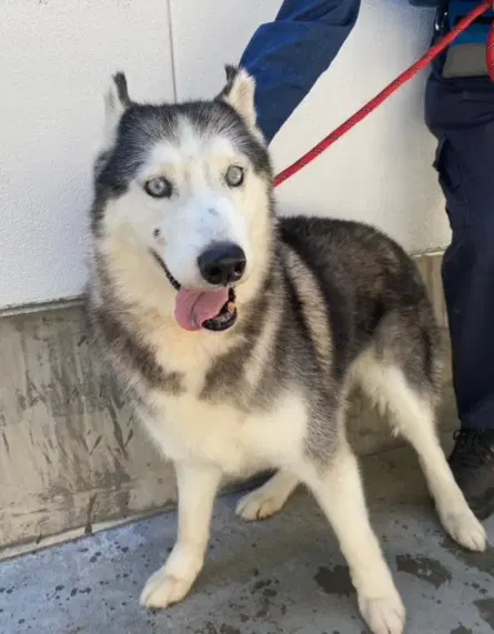 King - Siberian Husky
