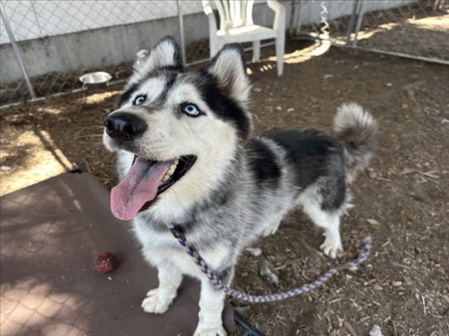 picture of the dog needing adoption
