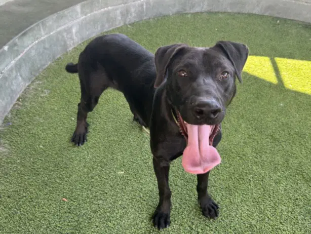 Blaire - Labrador Retriever