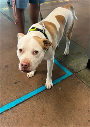 KOBE - American Staffordshire Terrier available for adoption