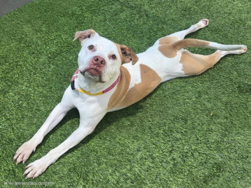 picture of the dog needing adoption