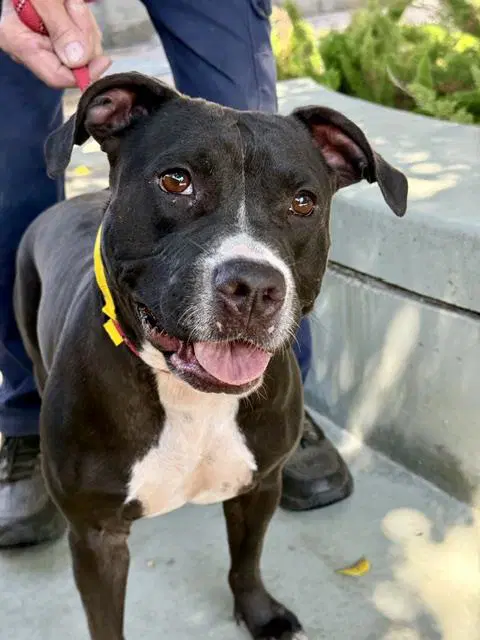 Peaches - Pit Bull Terrier
