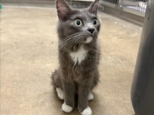 A2285436 - Domestic Long Hair available for adoption