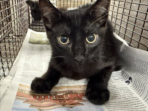 A2285503 - Domestic Short Hair available for adoption