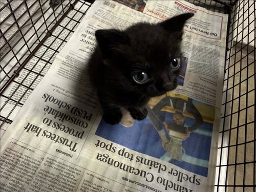 A2285506 - Domestic Short Hair available for adoption