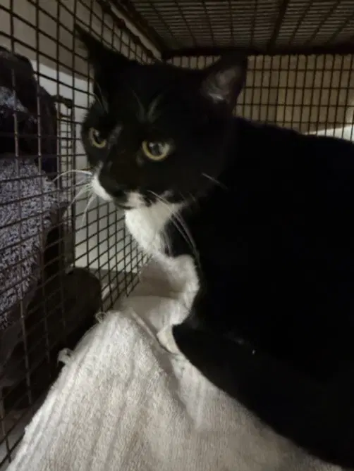 Luna - Domestic Short Hair