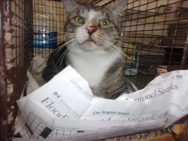 Mancha - Domestic Short Hair