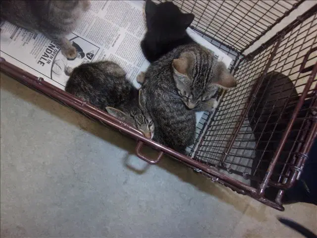 Diamond - Domestic Short Hair