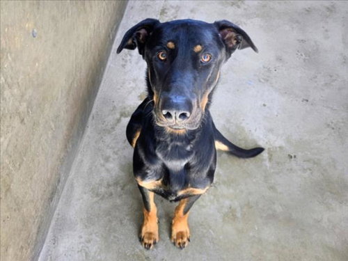 picture of the dog needing adoption