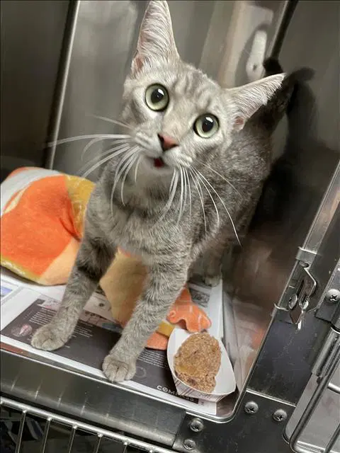 Unknown - Domestic Short Hair