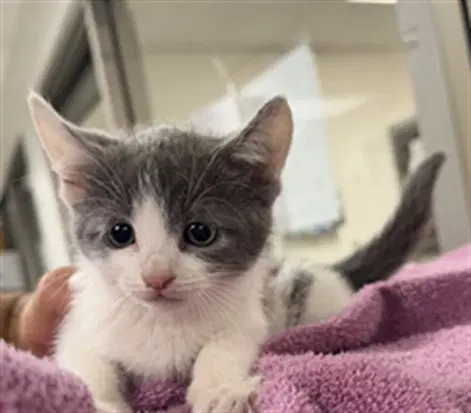 Valerie - Domestic Short Hair