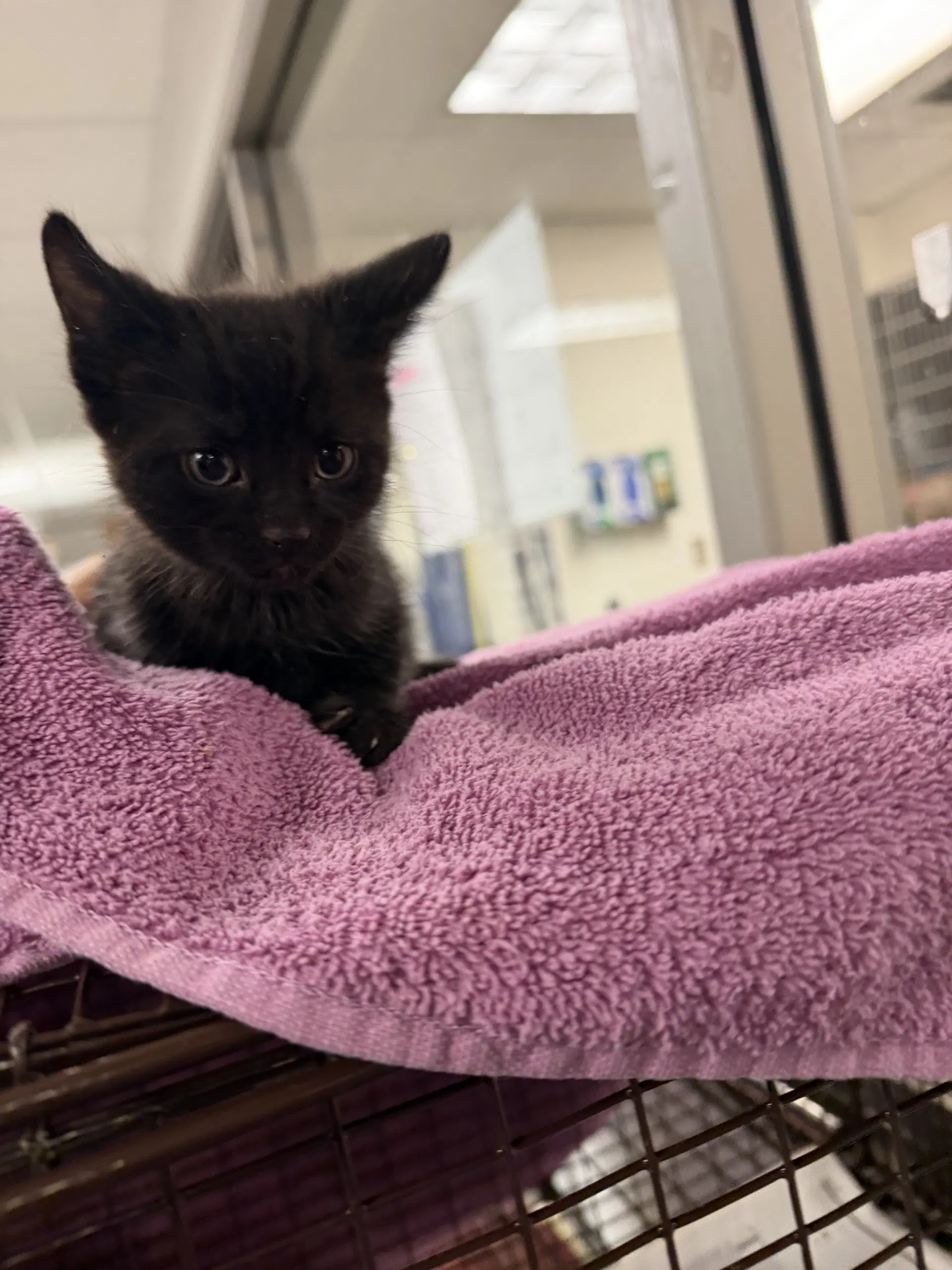 Rudy - Domestic Short Hair