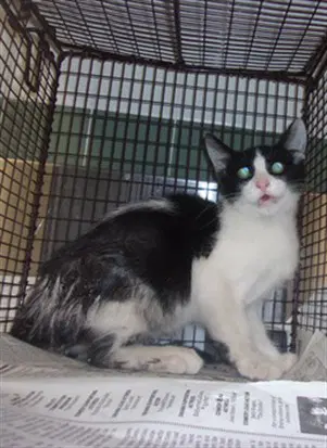 Vader - Domestic Medium Hair