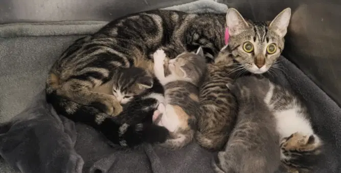 Madonna - Domestic Short Hair