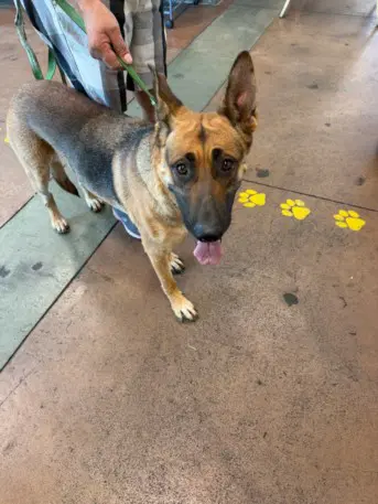 Sasha - German Shepherd Dog