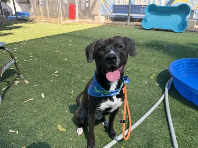 Ori - American Staffordshire Terrier