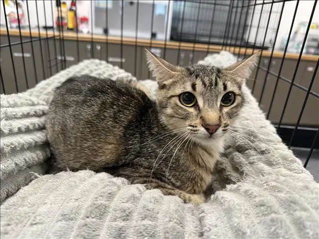 Unknown - Domestic Short Hair