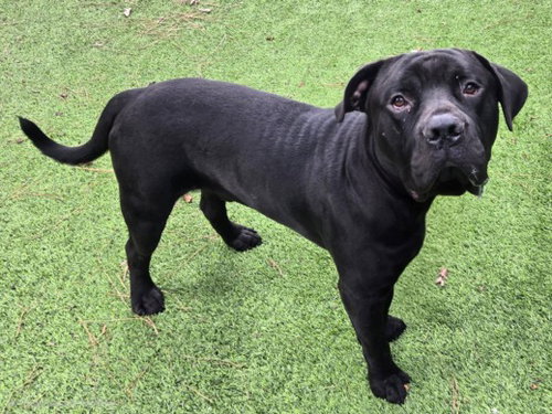 BILLY, a dog for adoption from East Valley Animal Care and Control Center