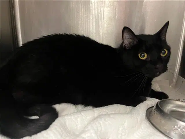 Lila - Domestic Short Hair