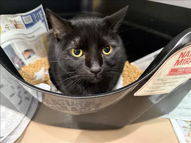 Lila - Domestic Short Hair