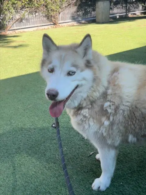 Oakley - Siberian Husky