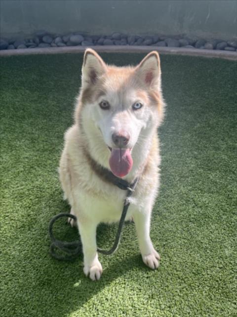 OAKLEY, a dog for adoption from East Valley Animal Care and Control Center