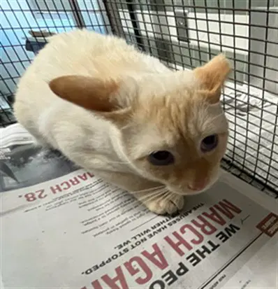 Flame - Domestic Short Hair