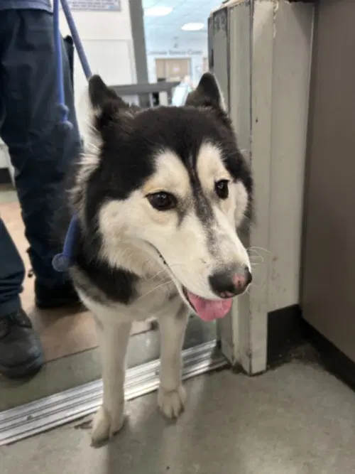 Lassie - Husky