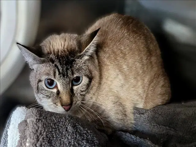 Elena - Domestic Short Hair