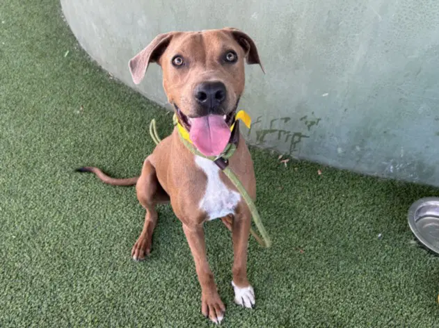 Jerry - Rhodesian Ridgeback
