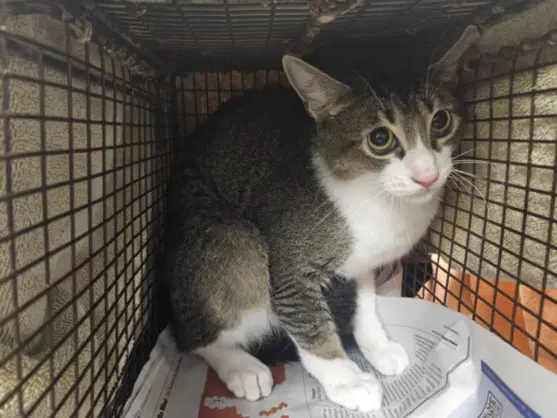 Huey - Domestic Short Hair