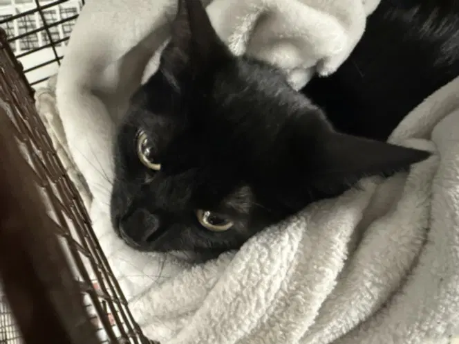 Gwen - Domestic Short Hair