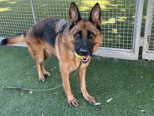 CHAPO, a dog for adoption from East Valley Animal Care and Control Center