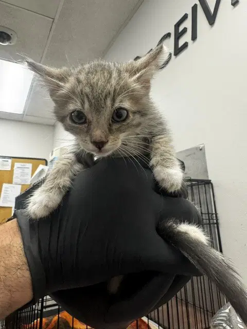 Zeke - Domestic Short Hair